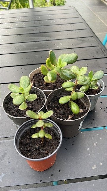 vetplantjes crassula, Huis en Inrichting, Kamerplanten, Ophalen, In pot