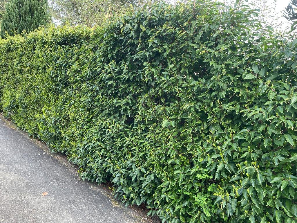 Portugese laurier, Ophalen, Laurier, Haag, 100 tot 250 cm