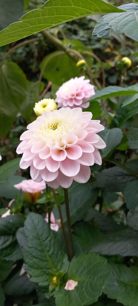 Dahlia “Wizard of Oz”, Ophalen of Verzenden