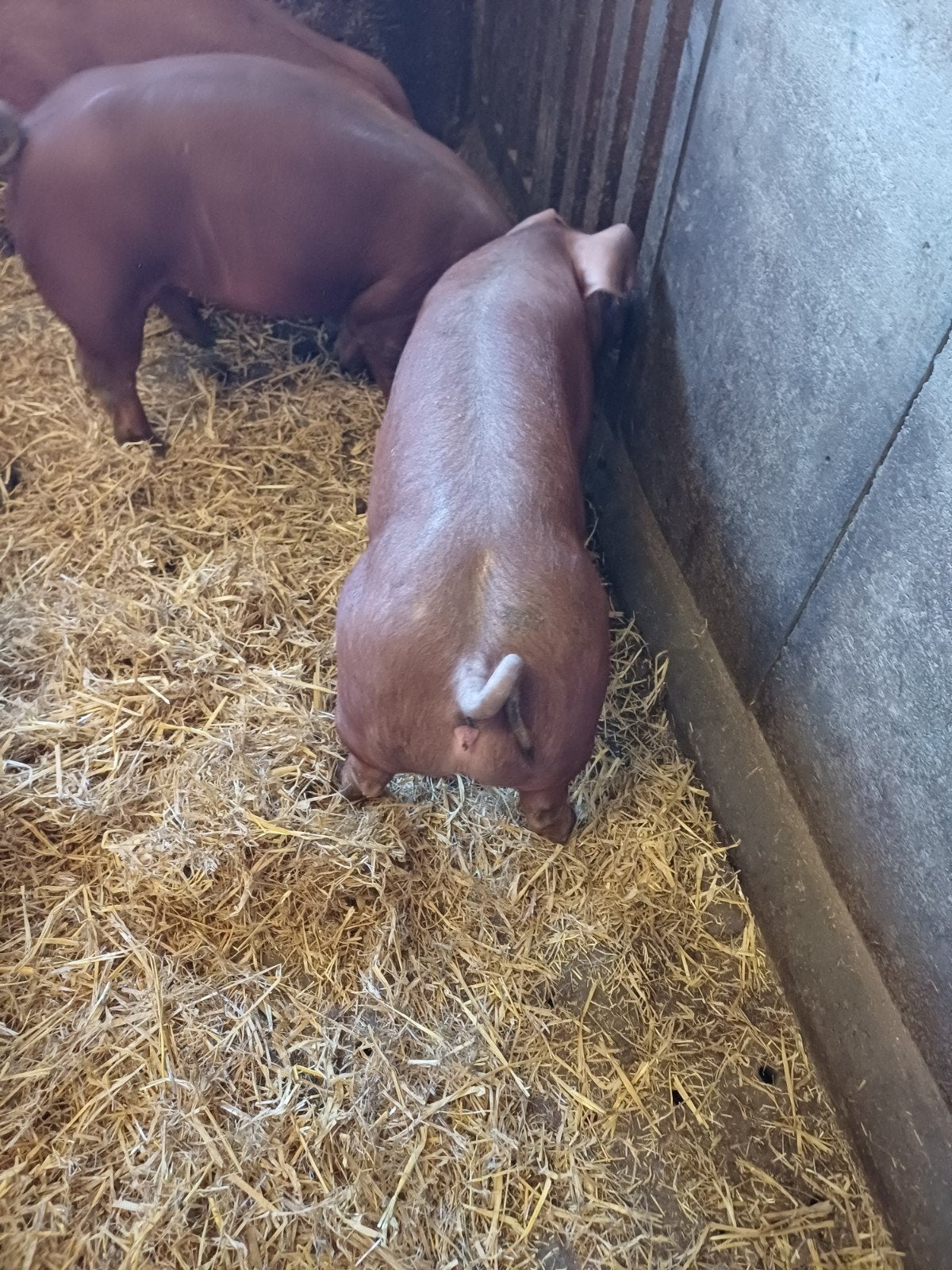 Duroc biggen 35-40 kg, Animaux & Accessoires