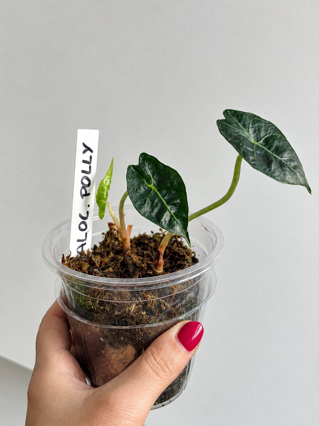 Alocasia polly plantjes, Ophalen