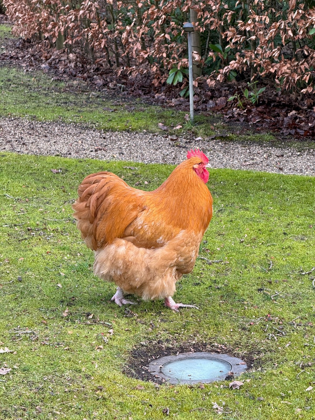 Haan, Mâle, Poule ou poulet