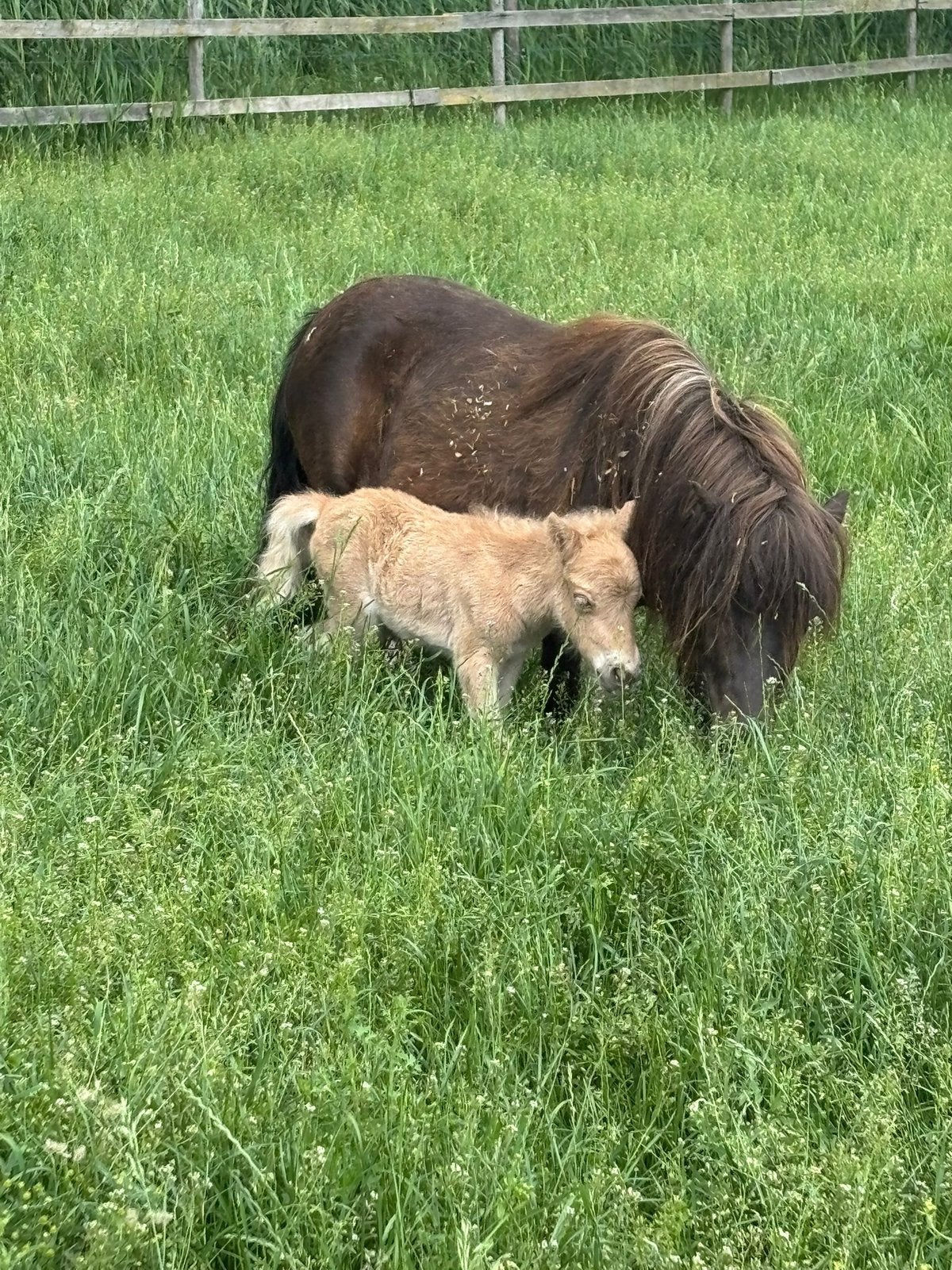 Weiland gezocht, Dieren en Toebehoren