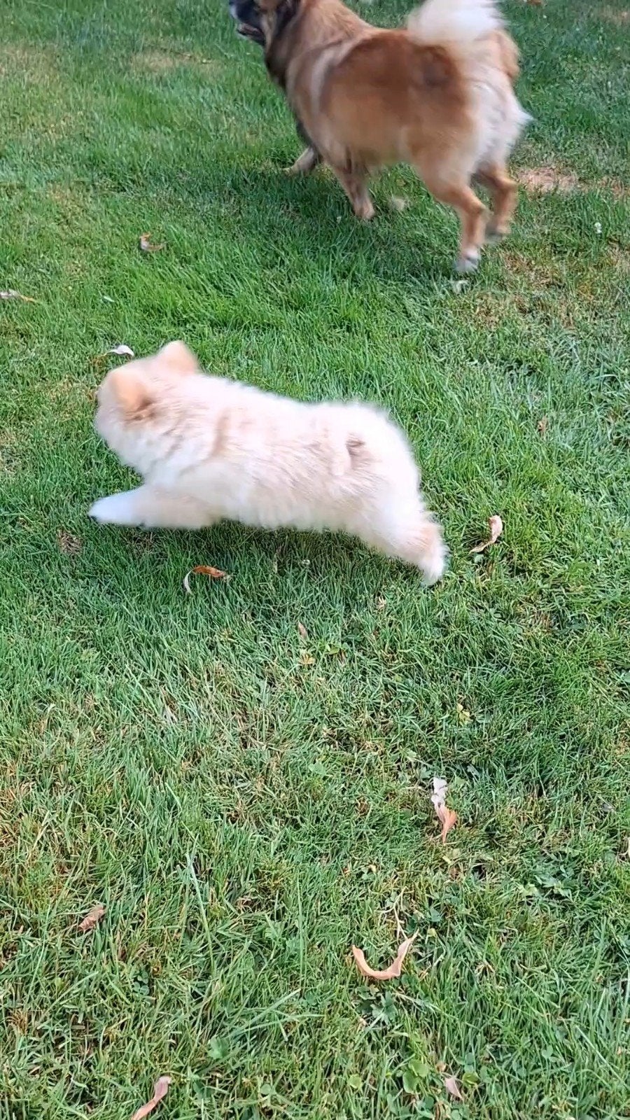 Klein keeshondjes pups, Parvo, België, Particulier, Keeshond