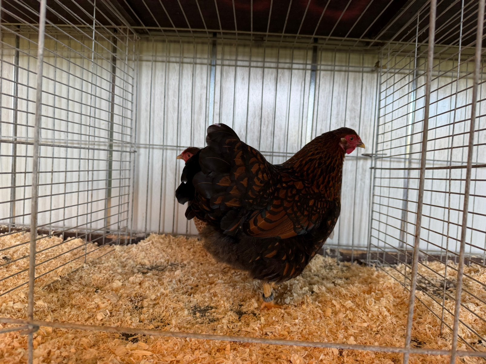 Wyandotte krielen, Dieren en Toebehoren