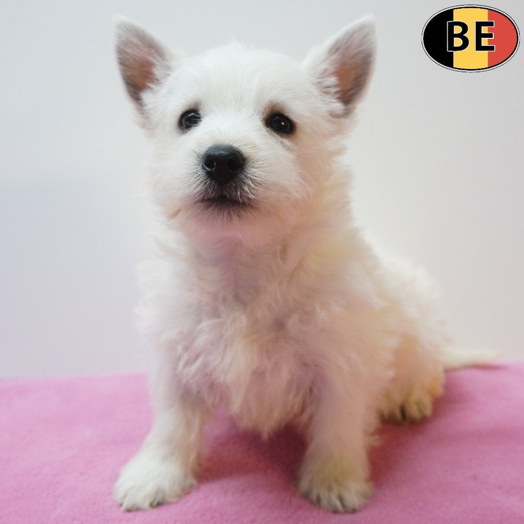 West Highland White Terriër, pups te koop (Belgisch), België, CDV (hondenziekte), 8 tot 15 weken, Meerdere