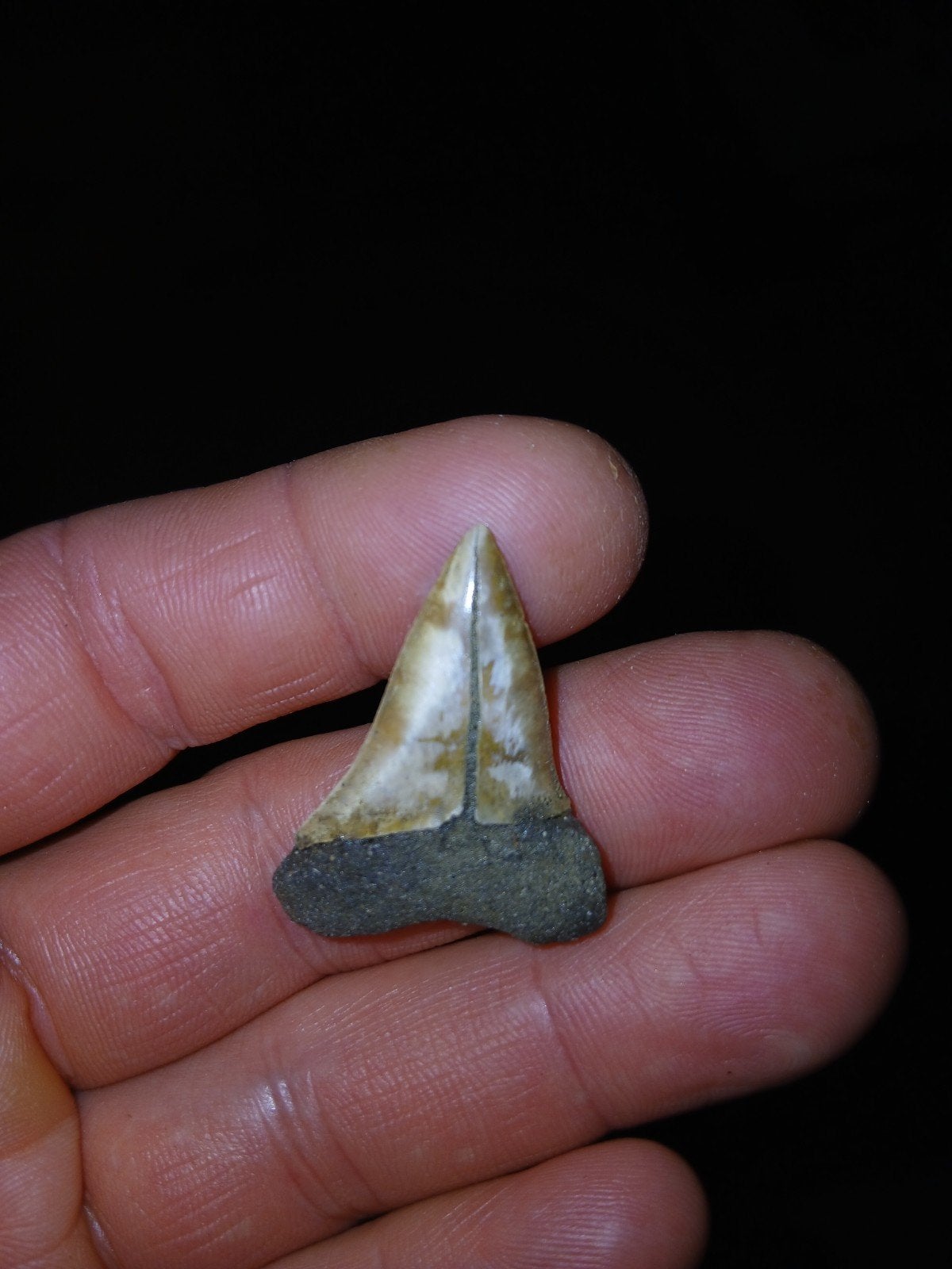 Fossiele Haaietand isurus hastalis, Ophalen of Verzenden