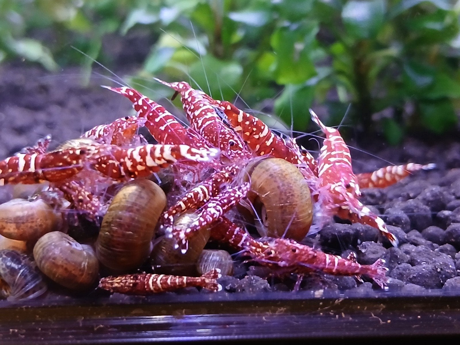 Red snowfall caridina garnalen (groep van 10), Animaux & Accessoires, Poissons | Poissons d'aquarium, Homard, Crabe ou Crevette