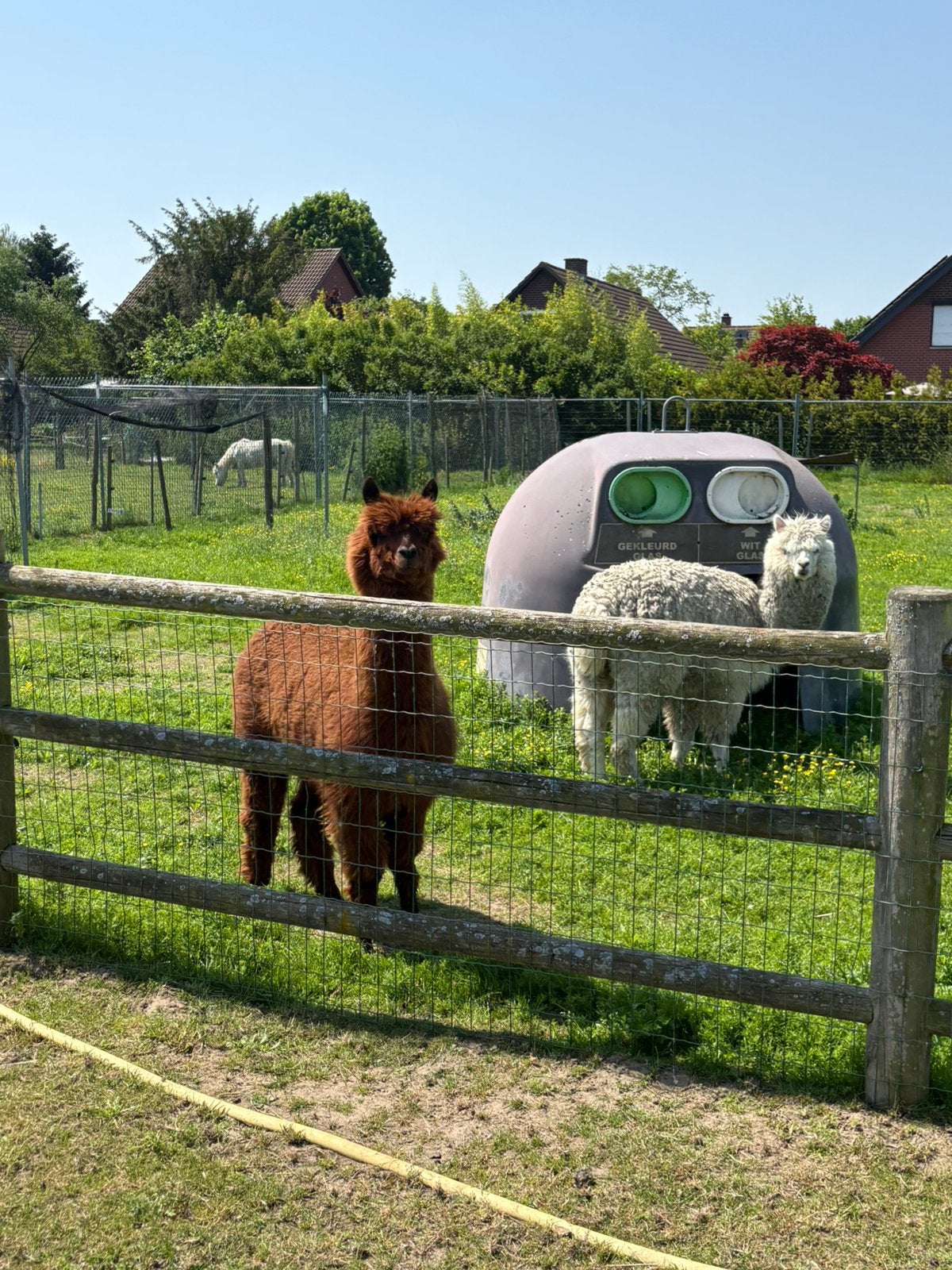 2 alpaca’s, Dieren en Toebehoren, April, Meerdere dieren
