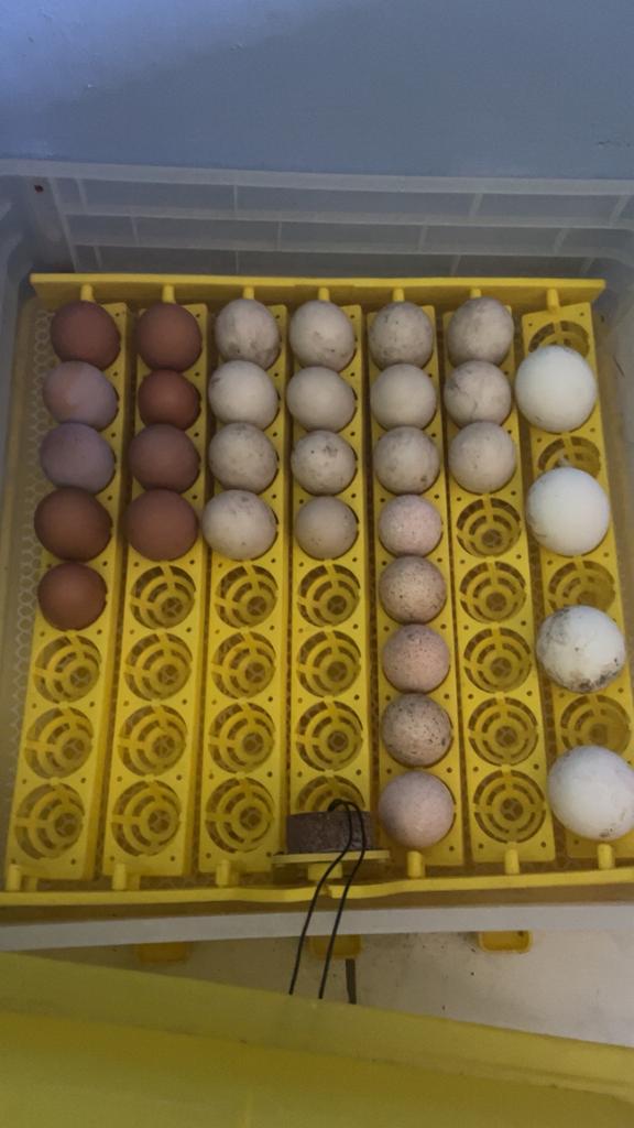 Bevruchte eicel, Ophalen