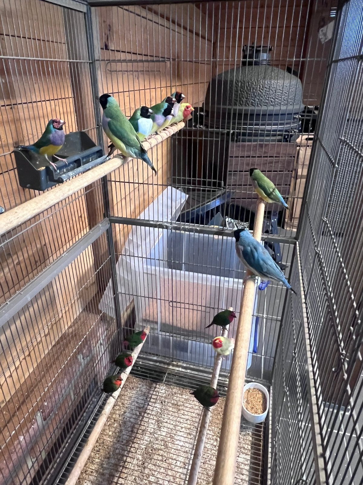 Meerdere goulds en roodkop amandine papegaaitjes koudkweek, Dieren en Toebehoren, Meerdere dieren, Tropenvogel, Geringd