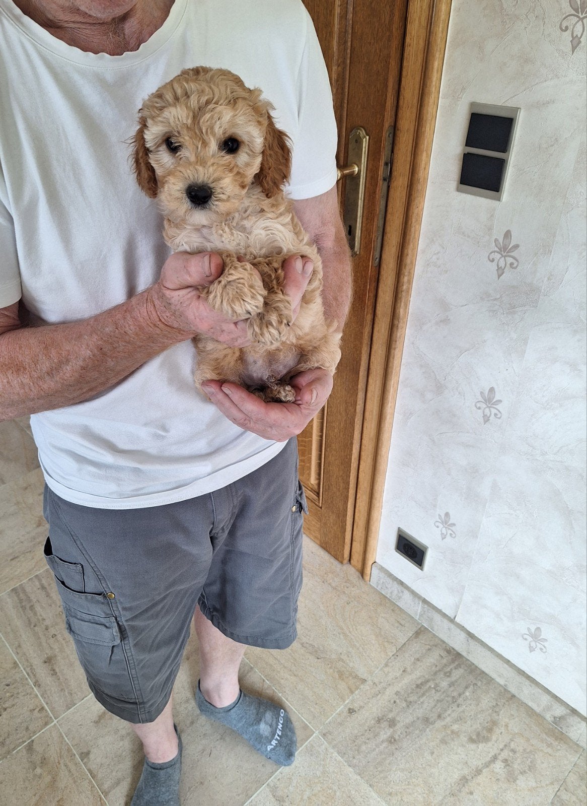 cavapoo pups, Autres races, Belgique, Plusieurs, Hépatite contagieuse (maladie de Rubarth)