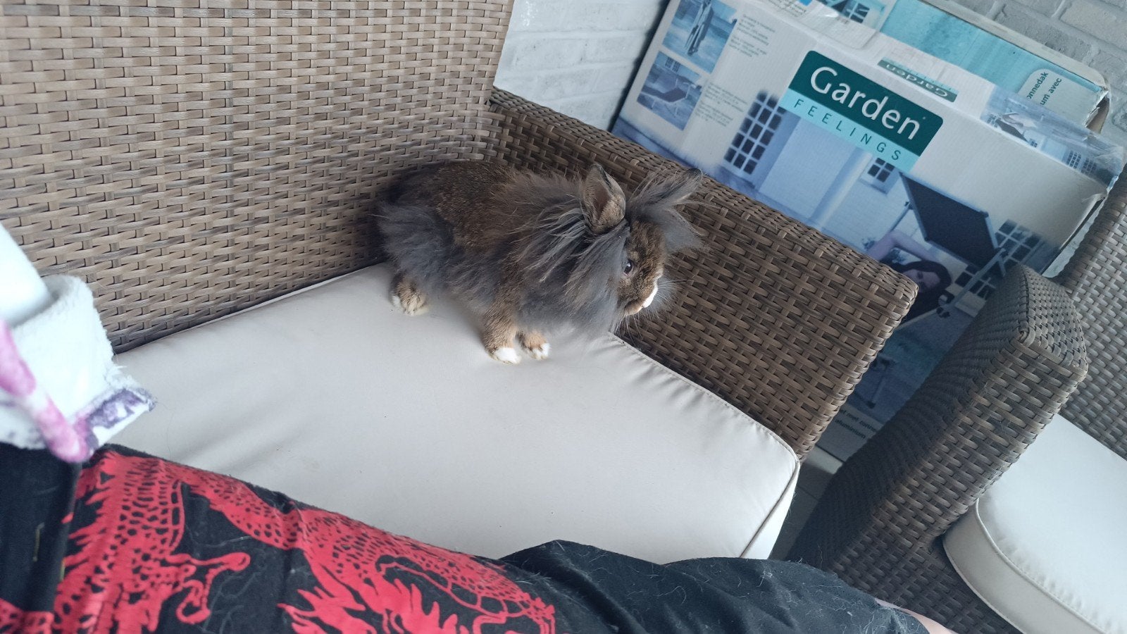 Zoekt een nieuwe vaste plek, Dieren en Toebehoren, Konijnen