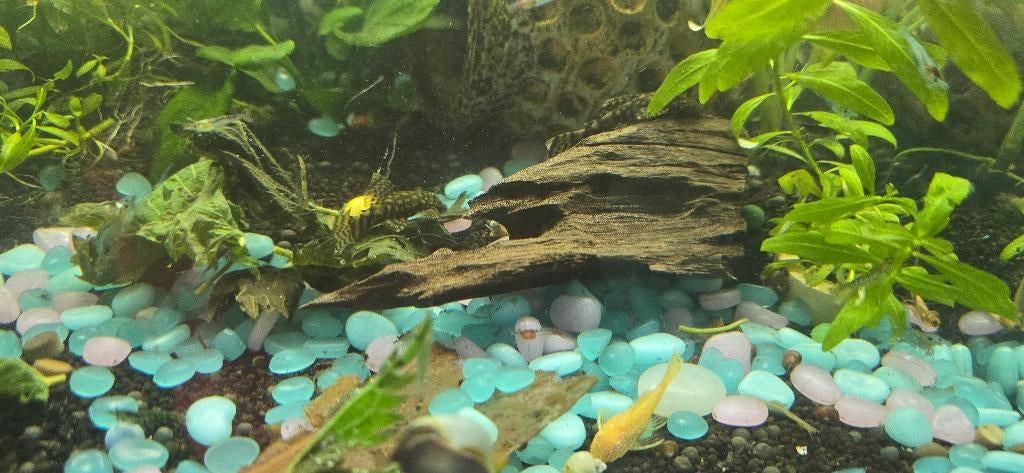 Aquarium vissen, Dieren en Toebehoren, Vissen | Aquariumvissen, Vis, Zoetwatervis