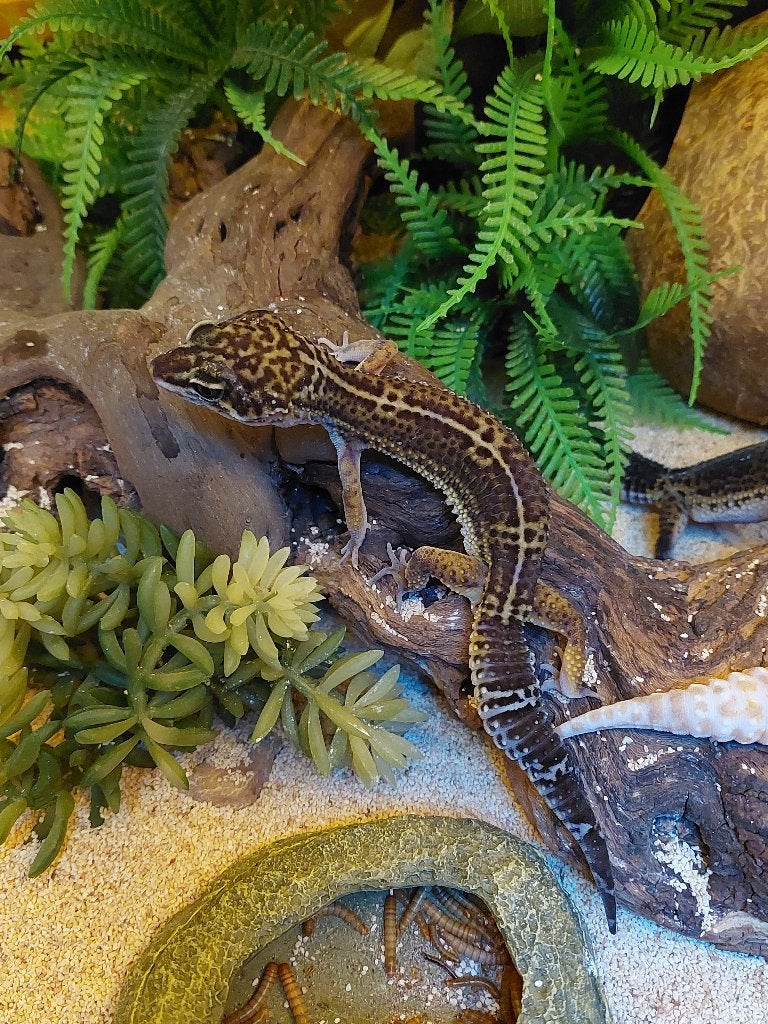 Luipaardgekko Pure black night, Dieren en Toebehoren