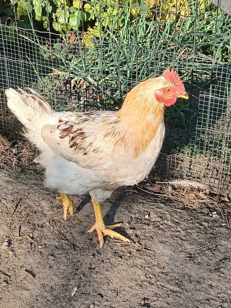 2 Hanen, Dieren en Toebehoren, Pluimvee, Mannelijk, Kip