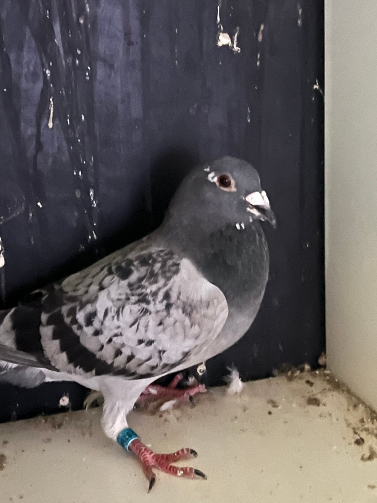 Duiven, Dieren en Toebehoren, Vogels | Duiven