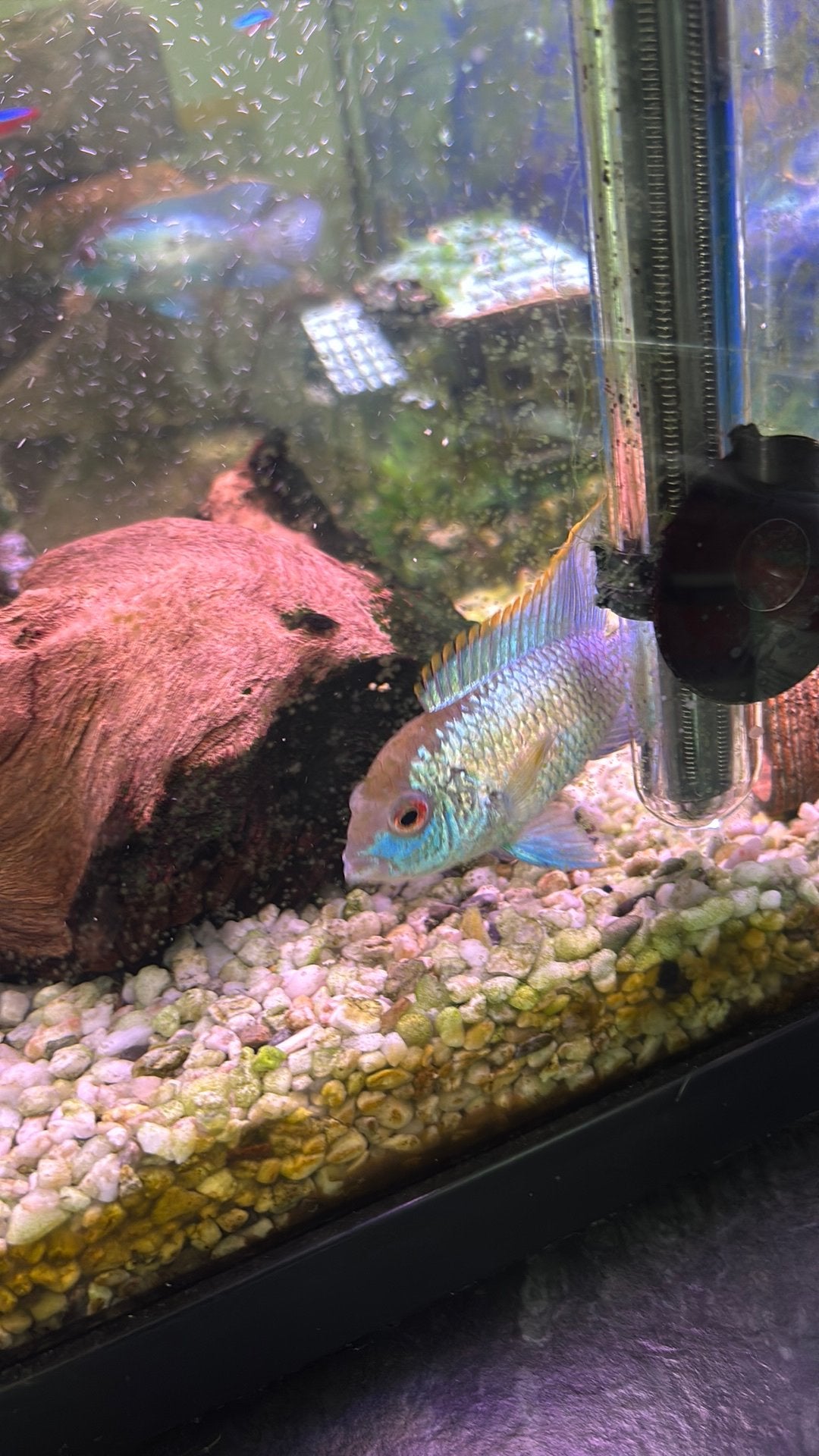Bewezen koppel Electric blue acara’s te koop, Dieren en Toebehoren, Vissen | Aquariumvissen, Vis, Zoetwatervis