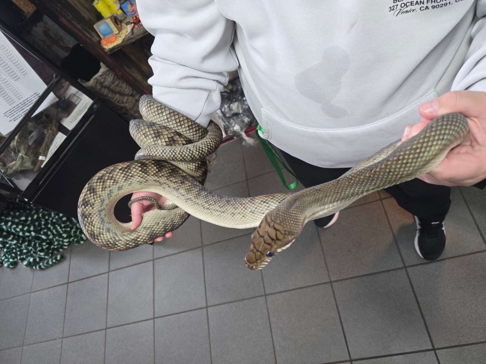 Mooie merauke scrub python ook wel amethystine python, Dieren en Toebehoren, Reptielen en Amfibieën, Amfibie