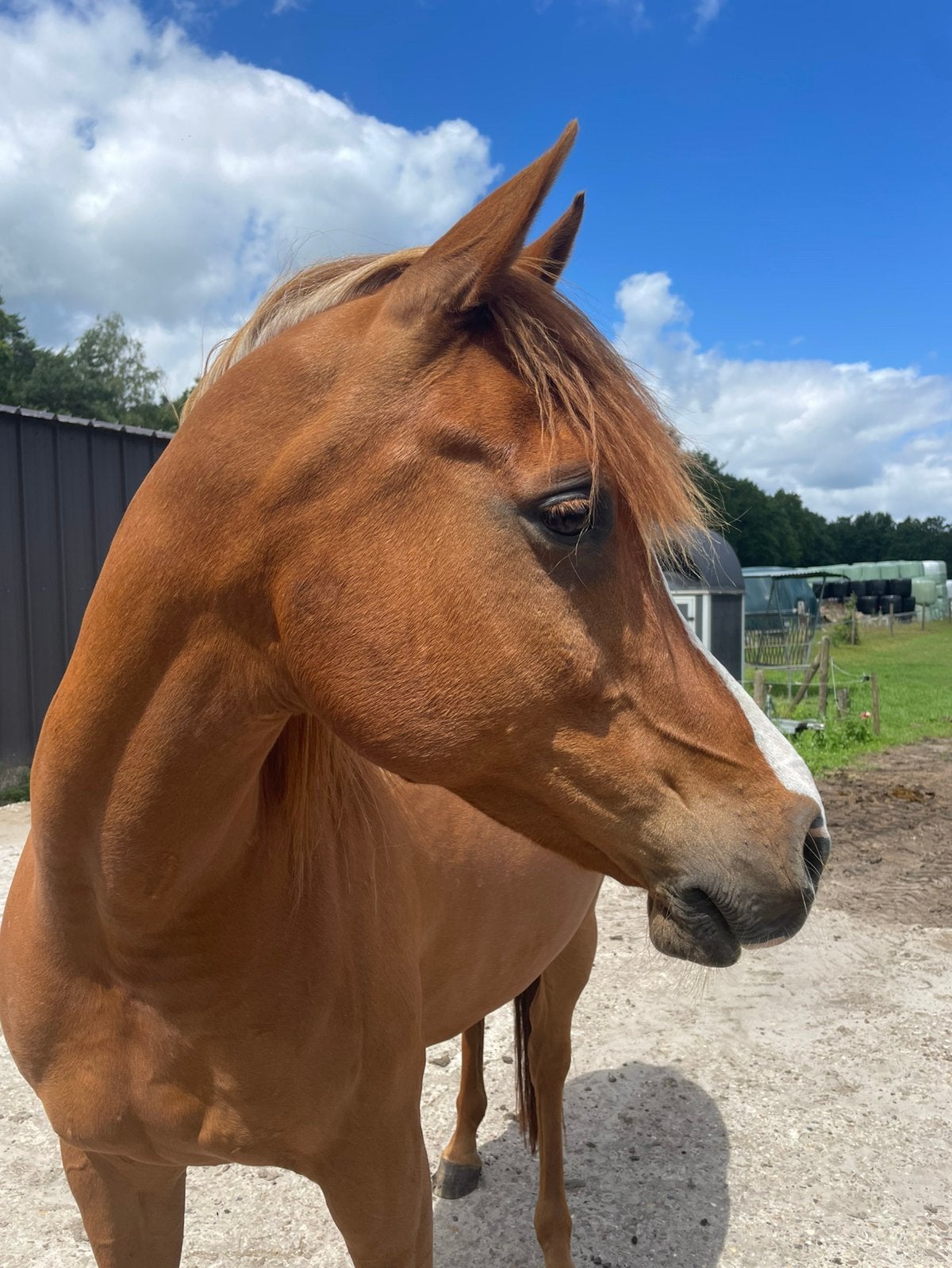 Grote volbloed arabier ruin van 2016 te koop, Dieren en Toebehoren, Paarden, Met stamboom, Ruin, Niet van toepassing, 7 tot 10 jaar