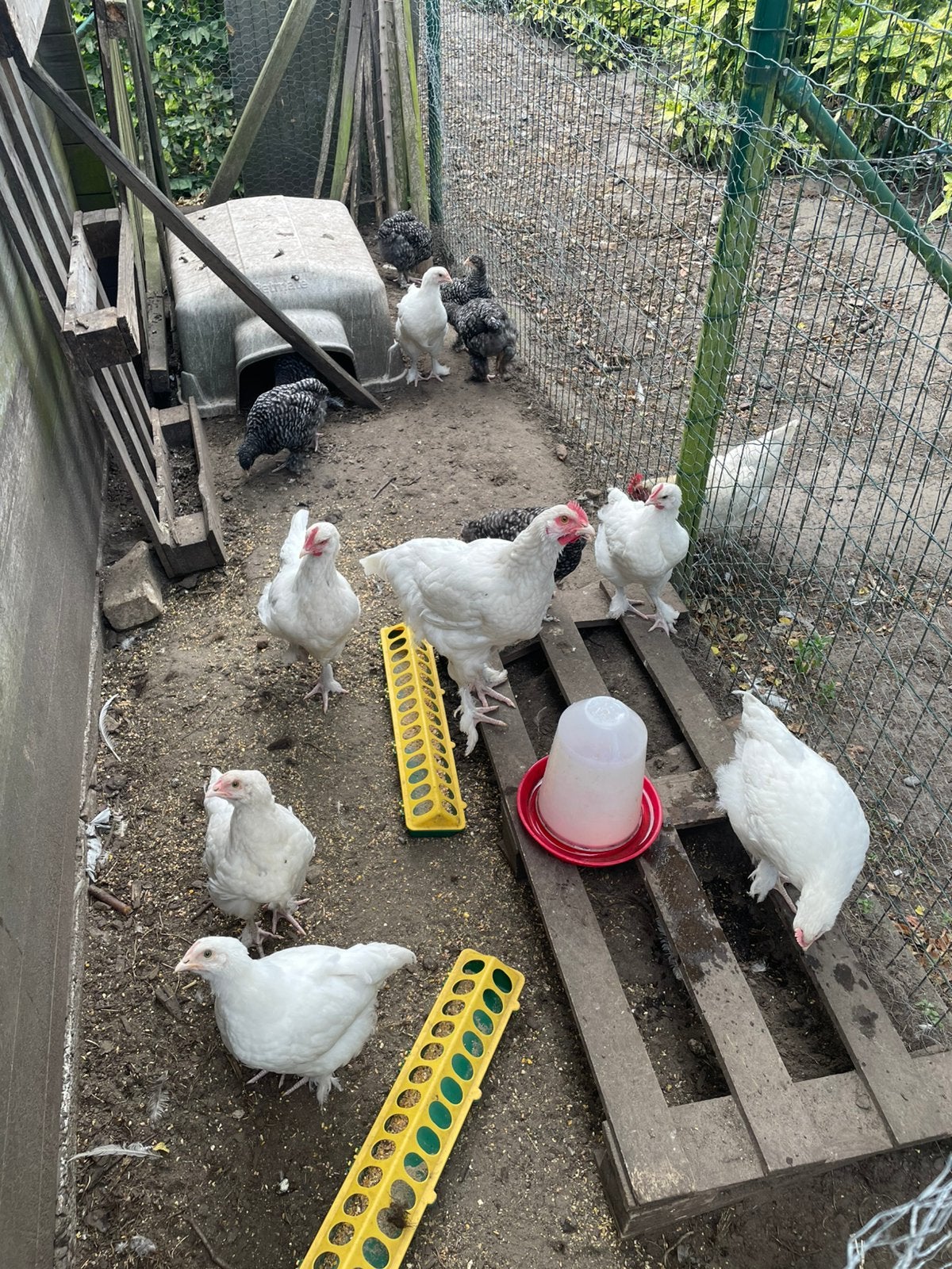 Jonge kippen, Dieren en Toebehoren, Pluimvee, Vrouwelijk, Kip