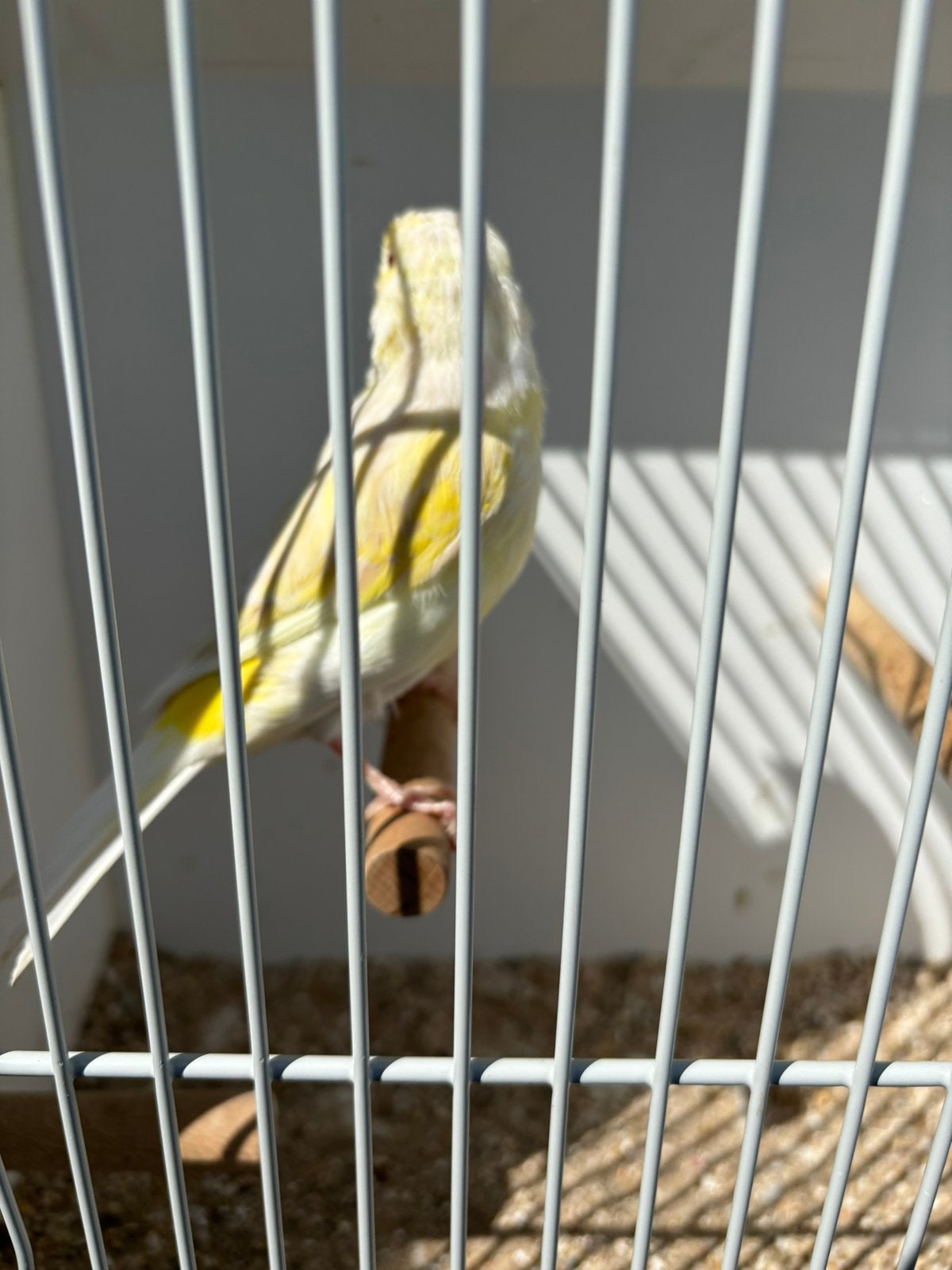 Kanarie poppen, Animaux & Accessoires, Oiseaux | Canaris