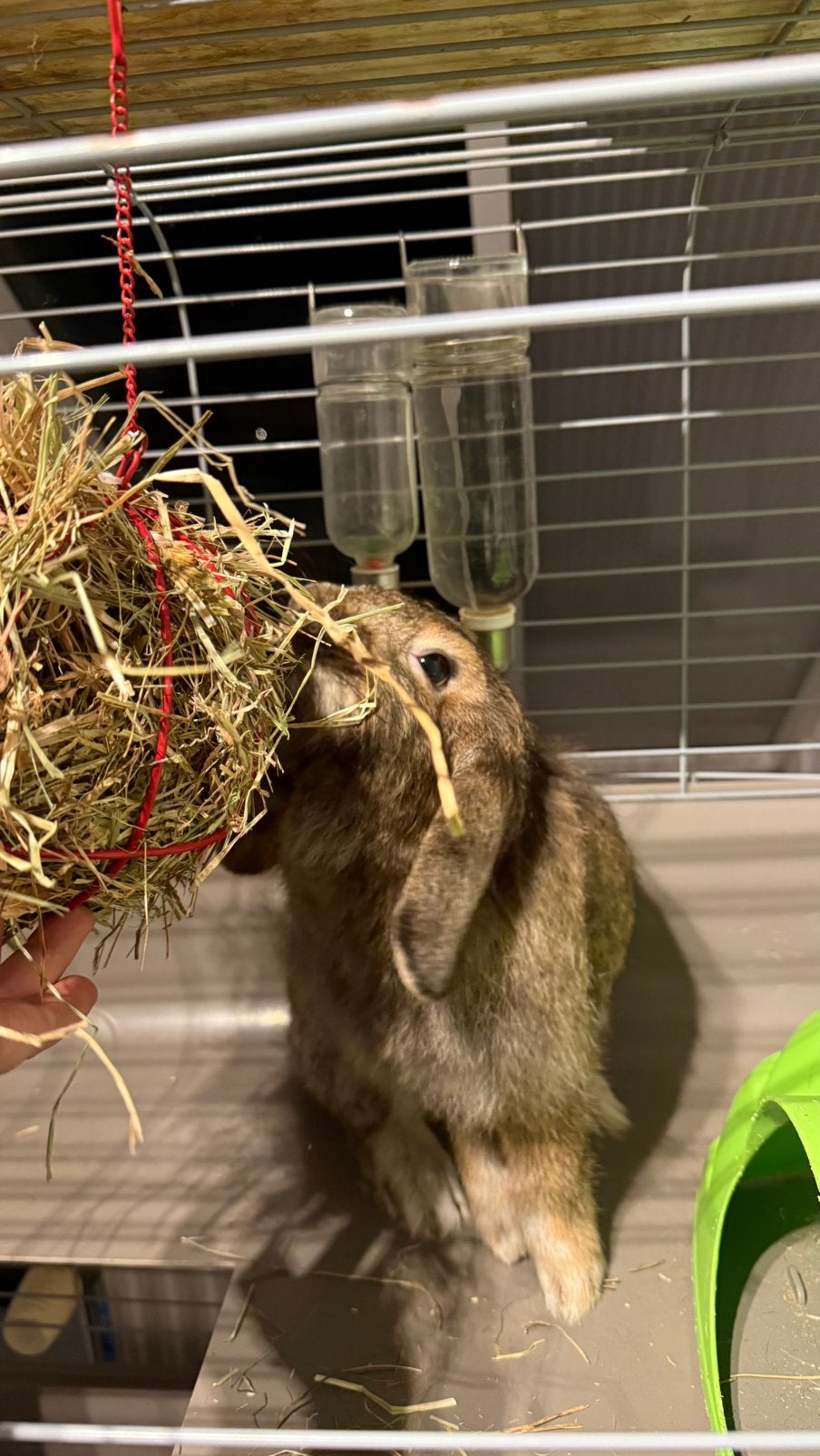 2 binnenhuis konijntjes - incl kooi, Mâle, Taille moyenne, Oreilles tombantes, 3 à 5 ans