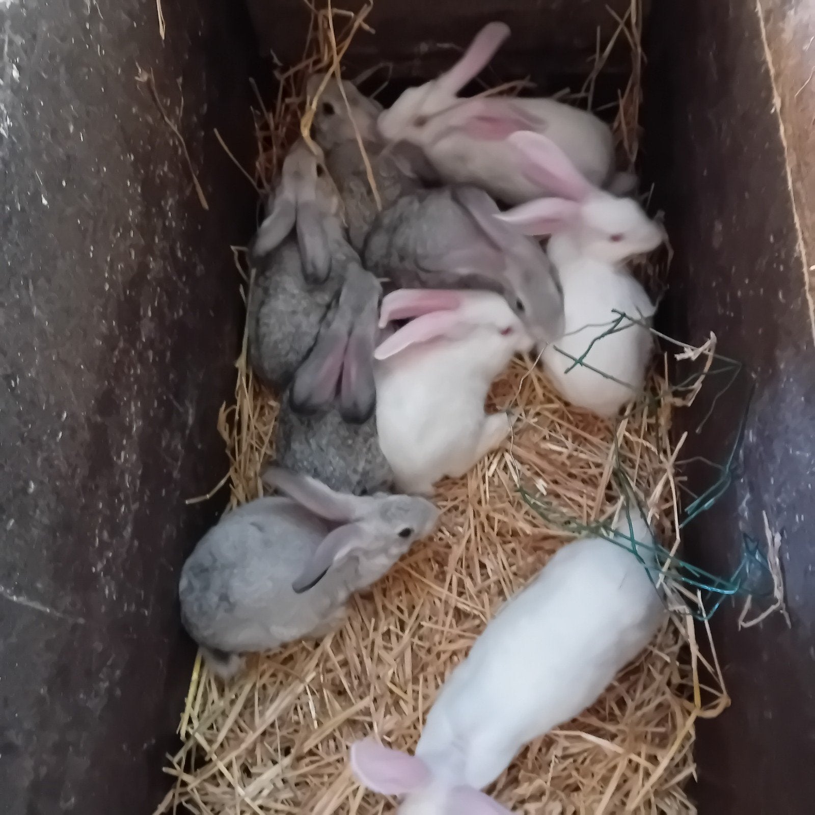 jeunes lapins