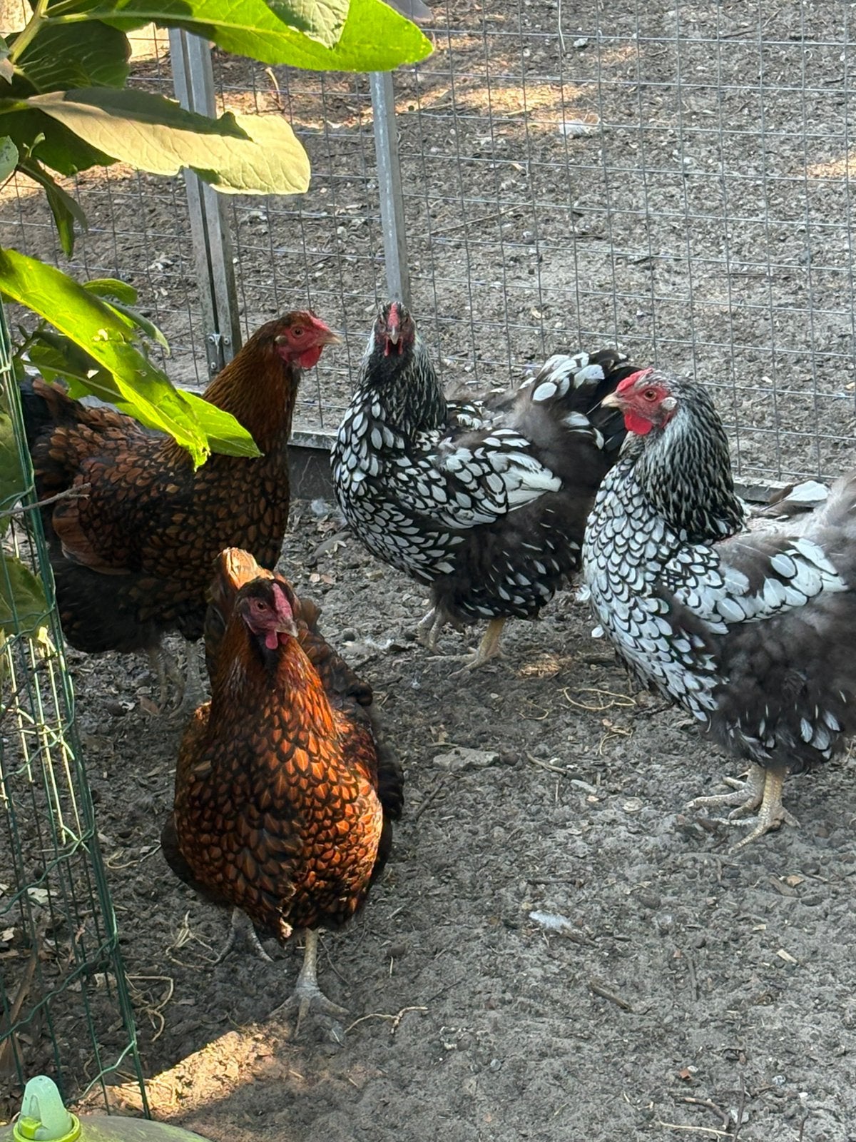 Wyandotte zilver zwart gezoomd & goud zwart gezoomd, Dieren en Toebehoren, Pluimvee, Vrouwelijk