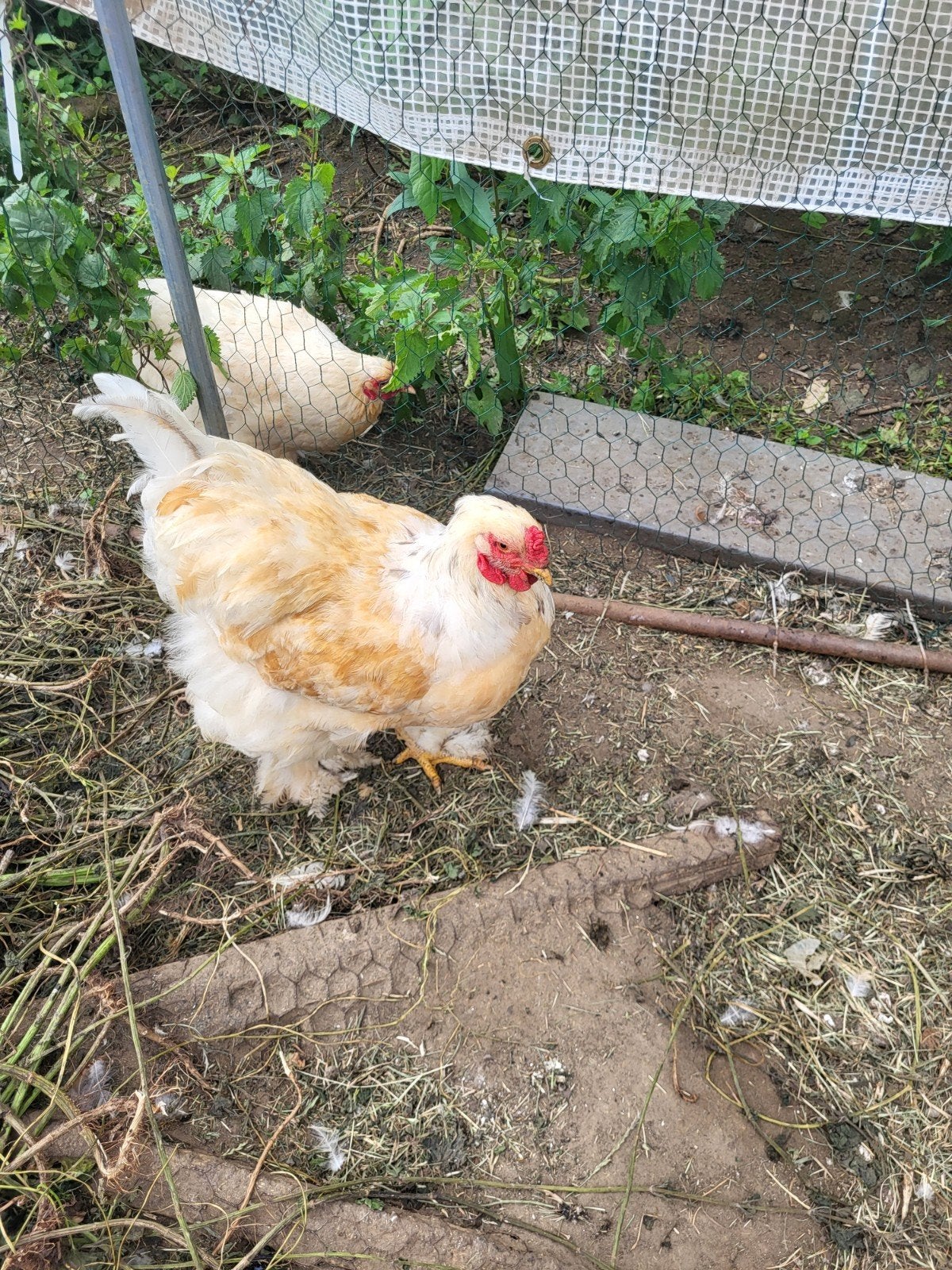 Brahma hanen