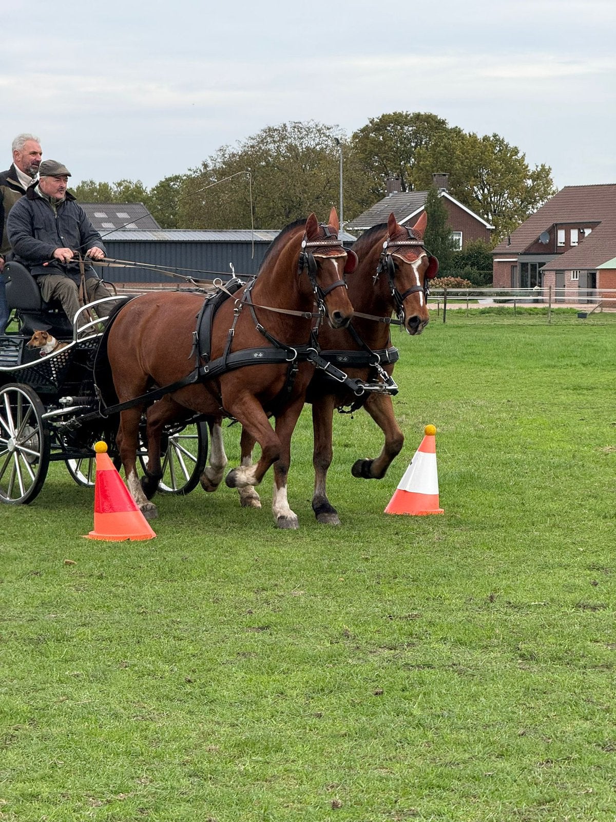 Freiberger te koop, Animaux & Accessoires, Chevaux, Hongre