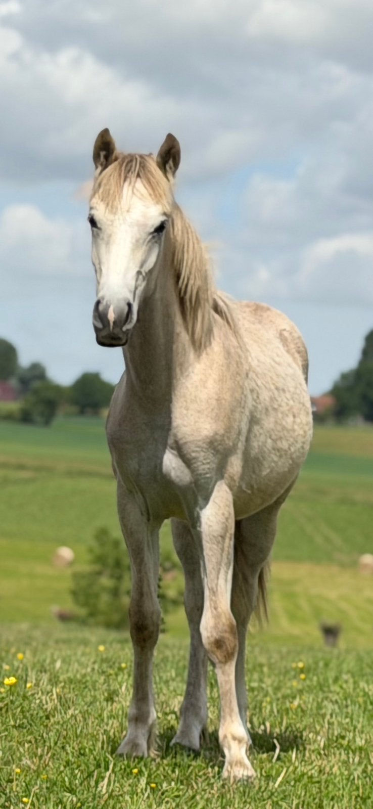 Magnifique poulain, Animaux & Accessoires, Enlèvement