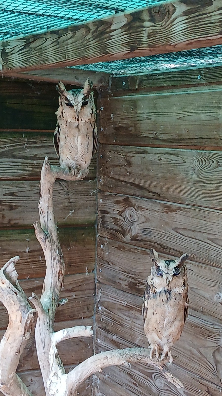 indiche dwergooruil., Dieren en Toebehoren, Vogels | Overige Vogels, Geslacht onbekend, Roofvogel, Geringd