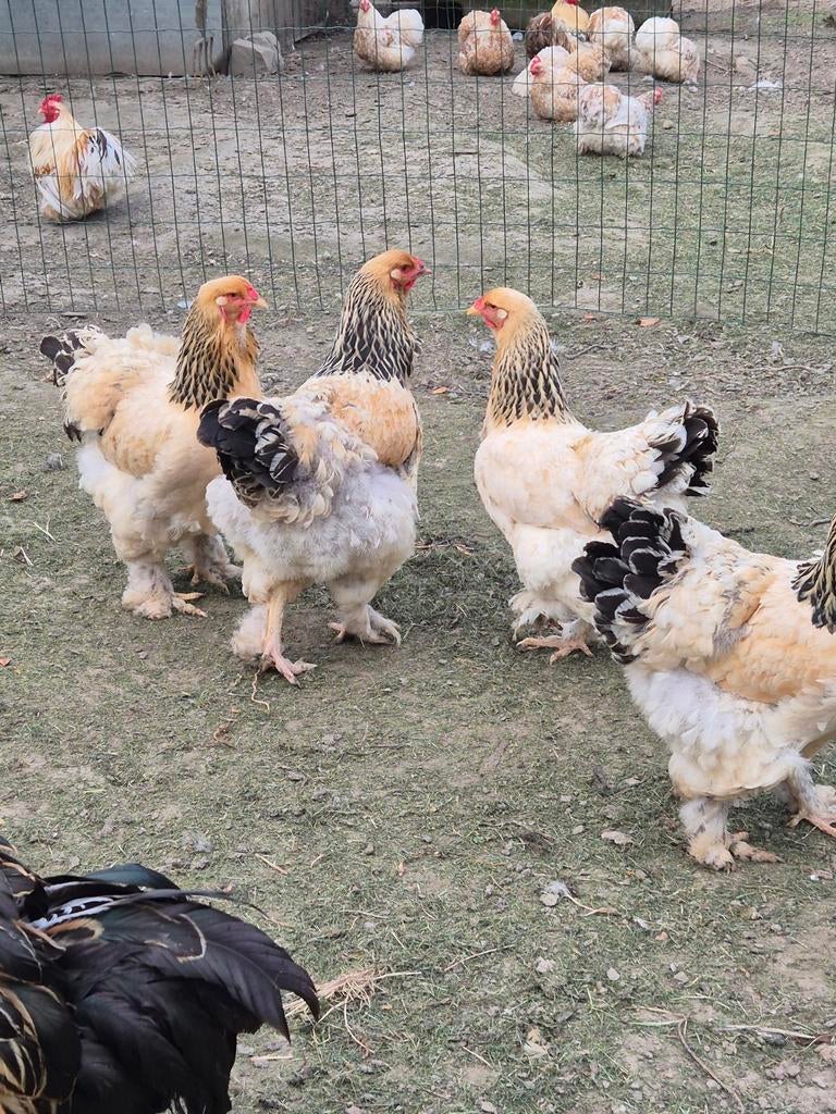 Brahama, Dieren en Toebehoren, Pluimvee