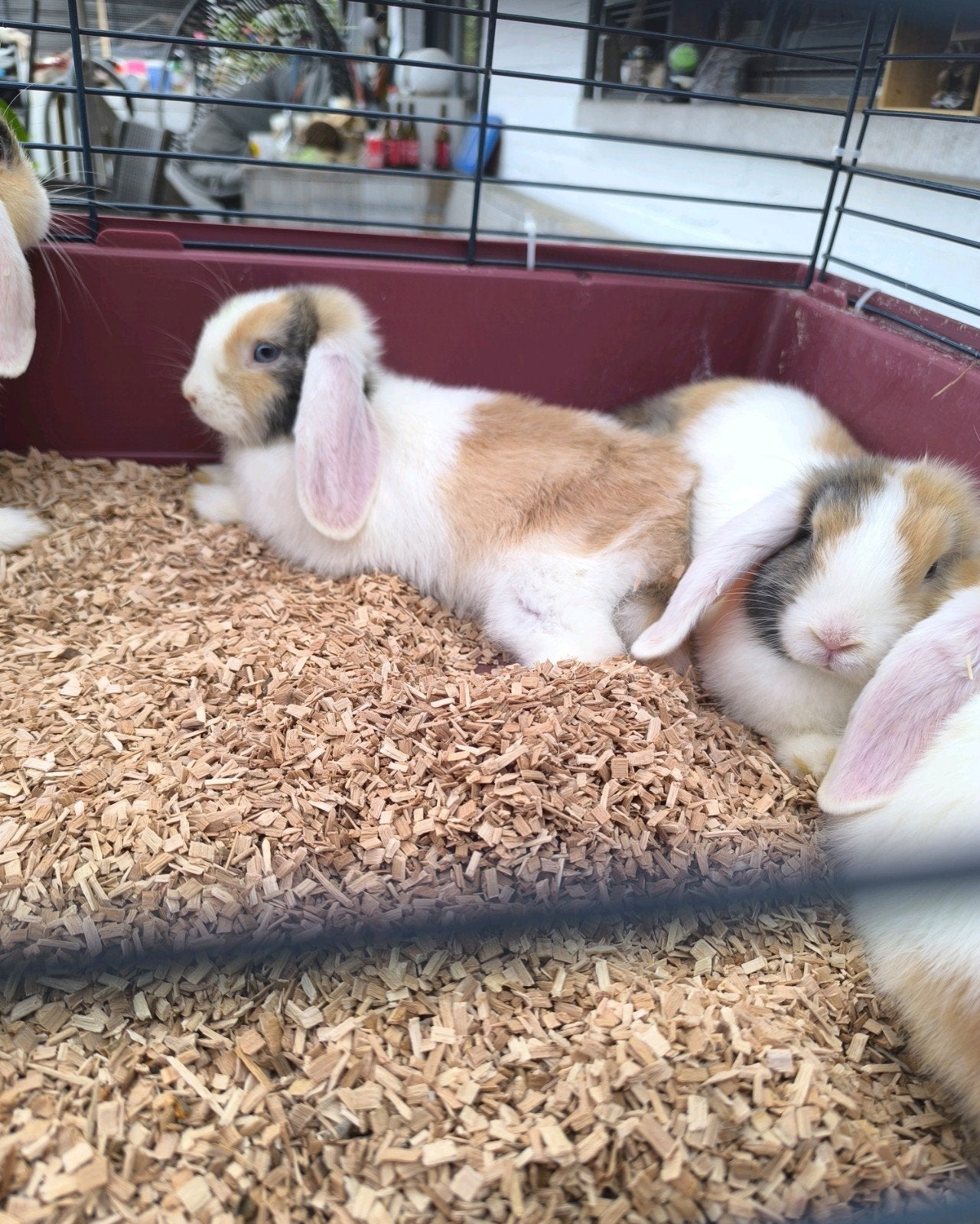 4 Jonge dwerg hangoor konijnen meisjes, Dieren en Toebehoren, Konijnen, Dwerg, Hangoor