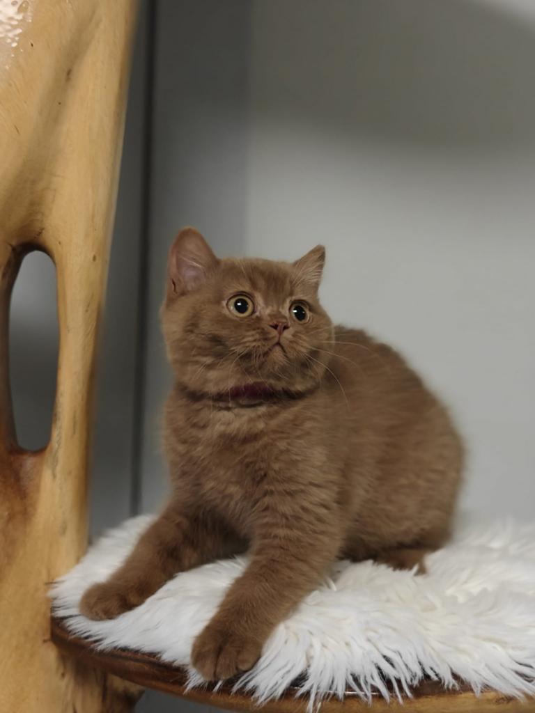 Cinnamon fokpoezen, Dieren en Toebehoren, Katten en Kittens | Dekkaters, 0 tot 2 jaar