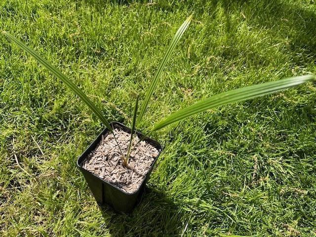Trachycarpus ukhrulensis, Ophalen of Verzenden, Minder dan 100 cm, Zomer, Palmboom