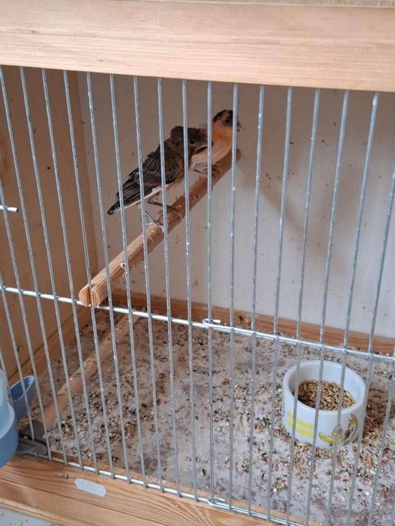 Harlekijn, Dieren en Toebehoren