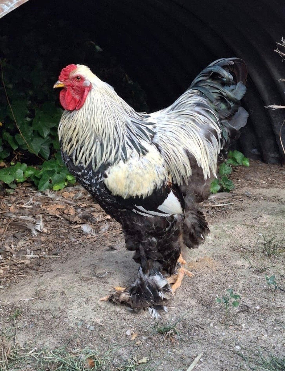 brahma haan, Dieren en Toebehoren, Pluimvee, Mannelijk