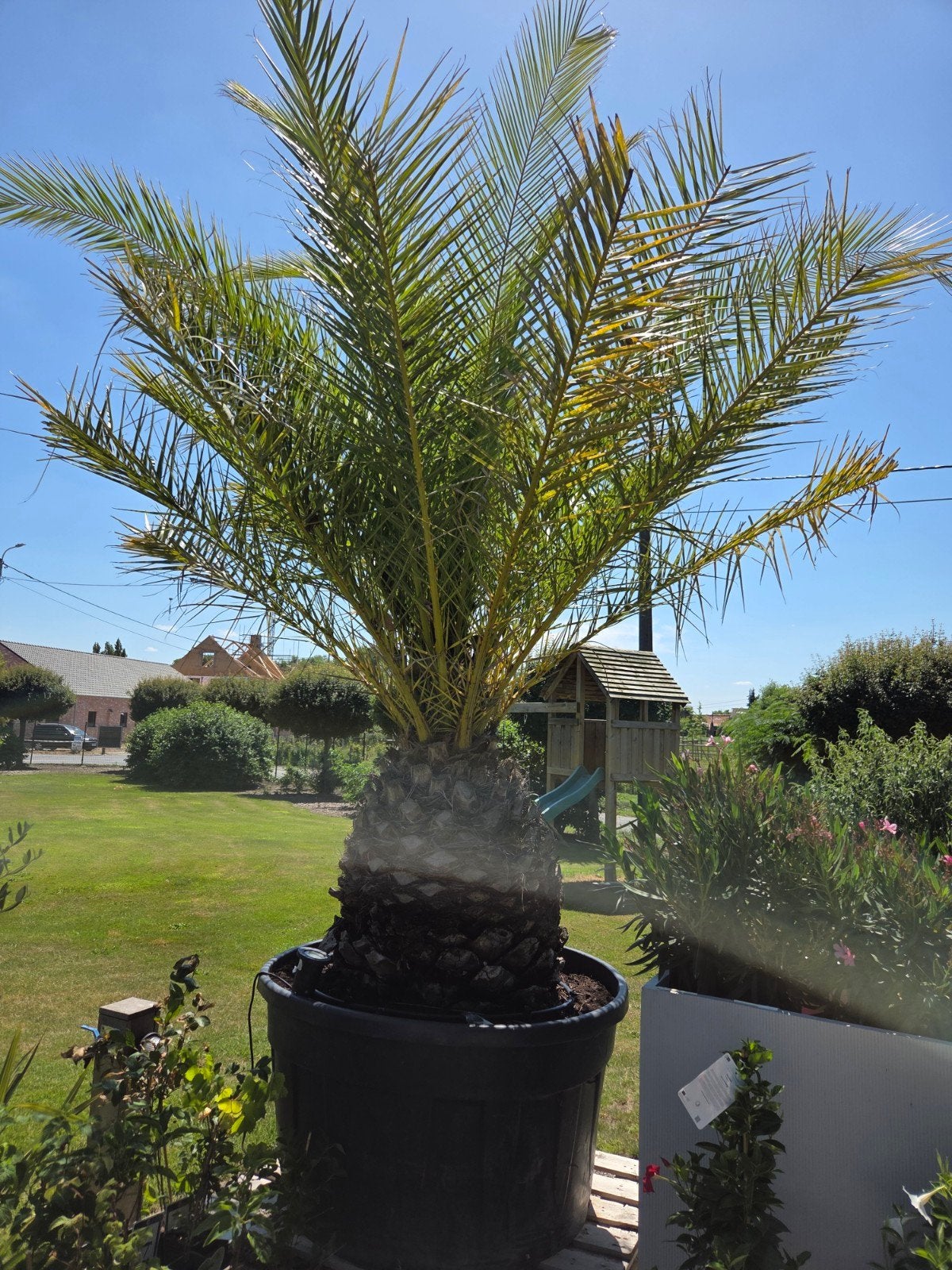 Palmboom Phoenix Canariensis, Tuin en Terras, Bloembollen en Zaden, Ophalen