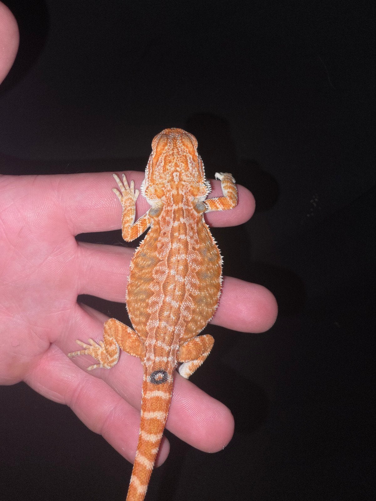 femelle dragon barbu aux couleurs vives, Lézard, Domestique, 0 à 2 ans