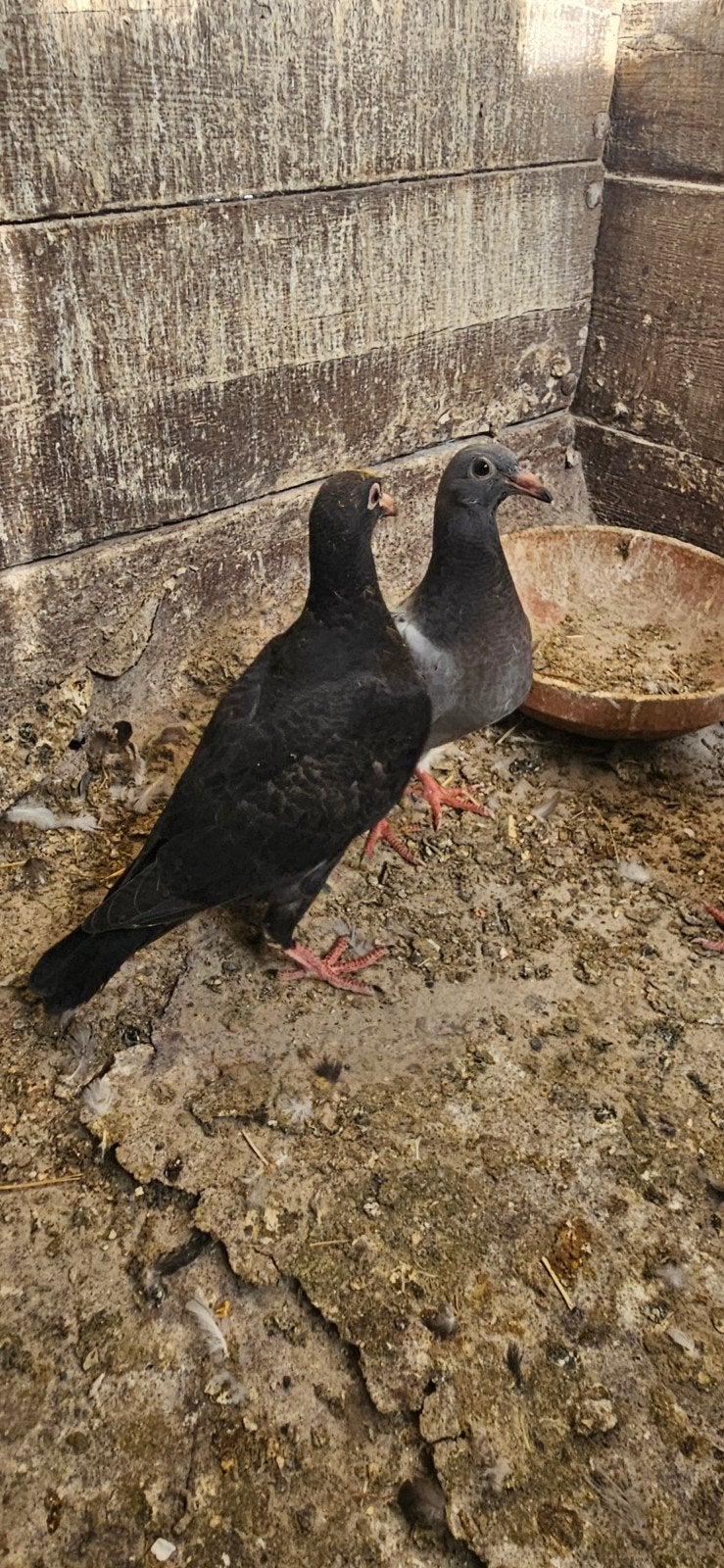 8 jonge postduiven en 4 volwassen postduiven voor 75 samen, Dieren en Toebehoren
