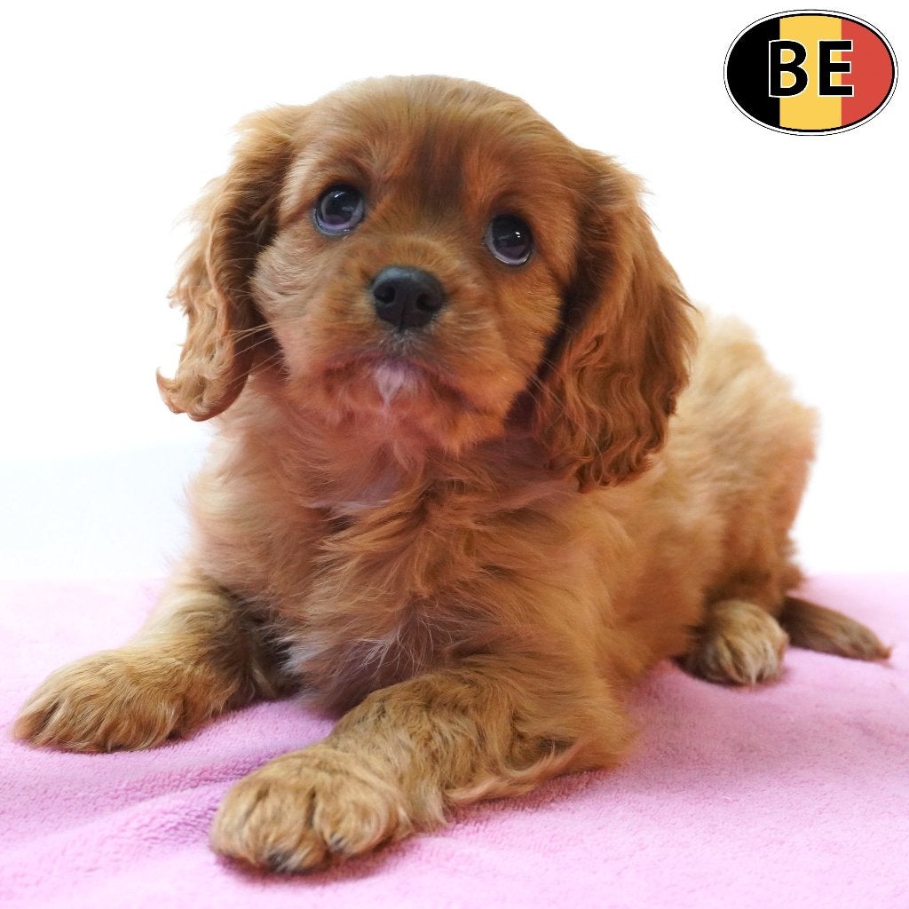 Cavalier King Charles (Ruby & Blenheim) Belgische pups, Dieren en Toebehoren, België, CDV (hondenziekte), 8 tot 15 weken, Meerdere