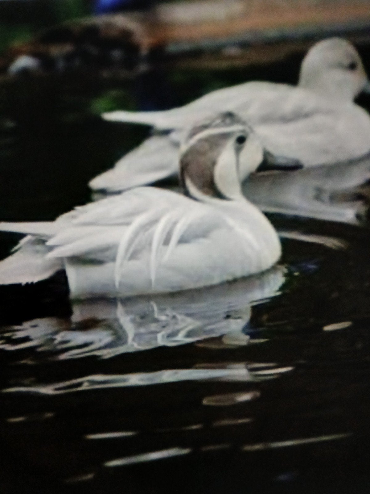 Zilver baikal/ siereenden, Dieren en Toebehoren