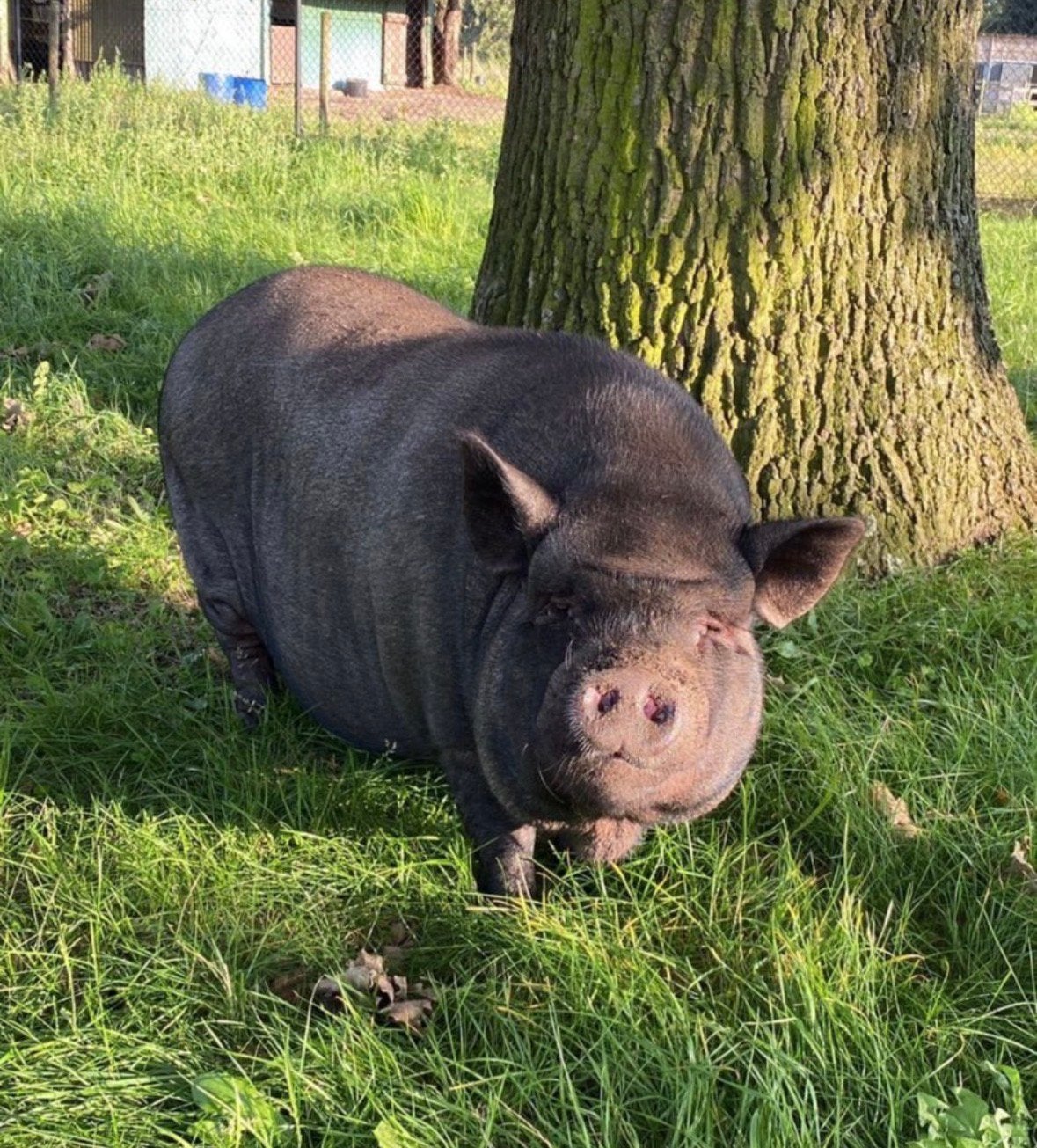 2 varkens zoeken nieuwe thuis, Dieren en Toebehoren, Meerdere dieren, Varken, 3 tot 5 jaar