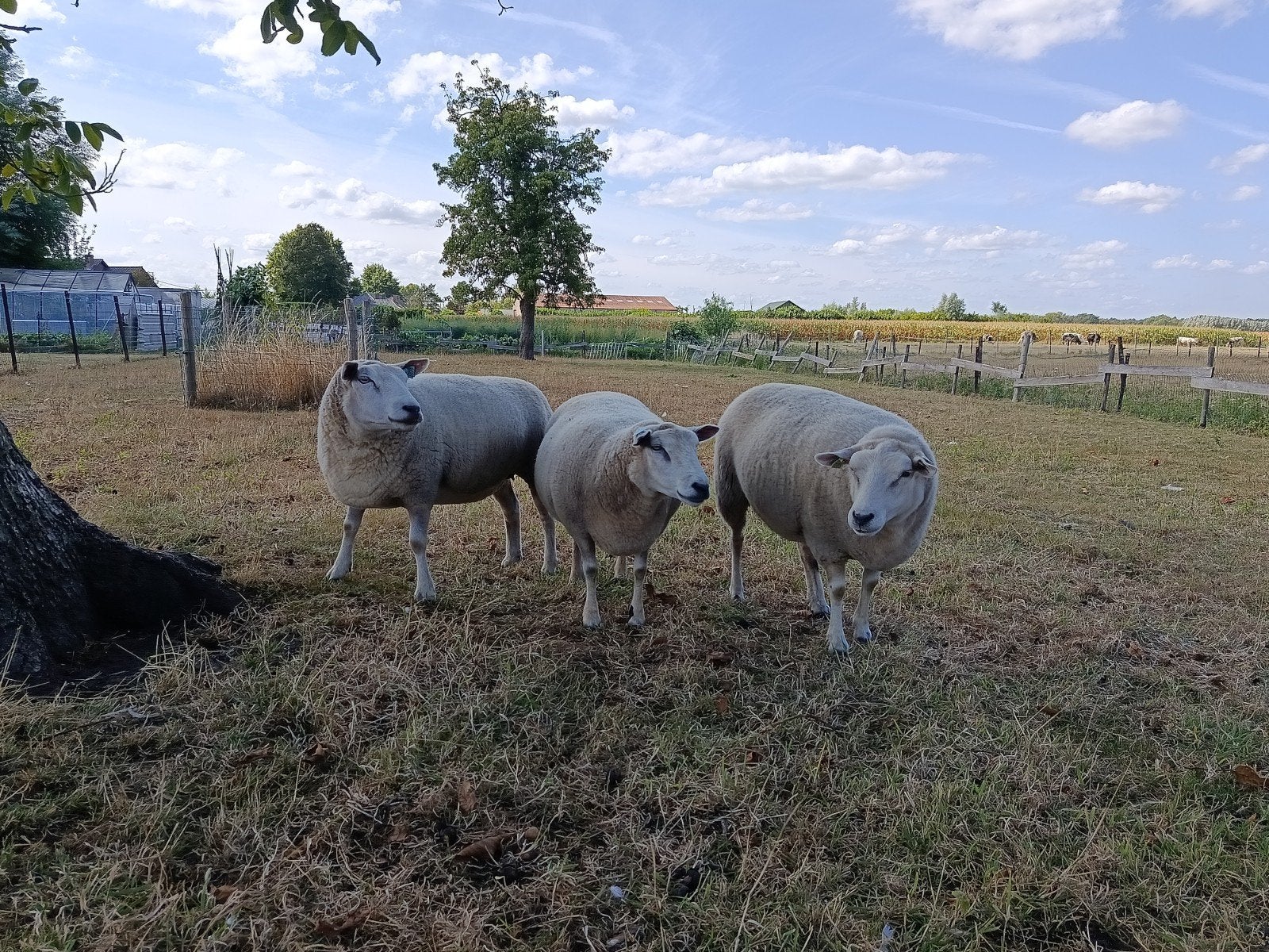 vier ooien type texel, Dieren en Toebehoren
