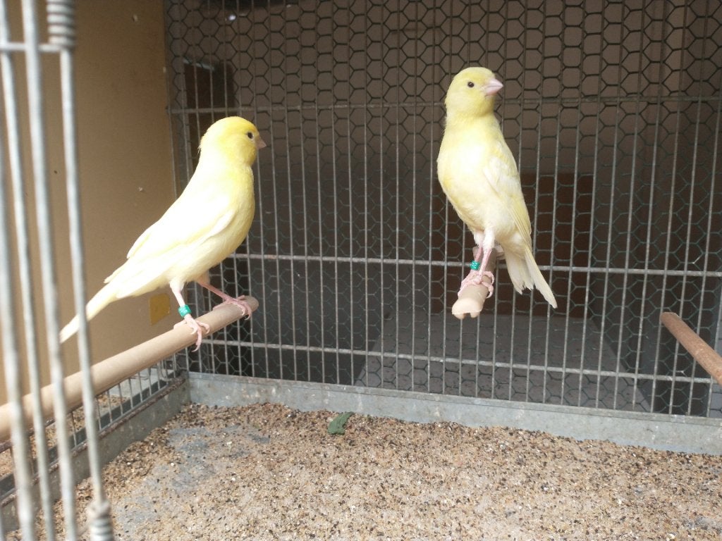 2 jonge Kanarievogels, Dieren en Toebehoren, Geslacht onbekend, Kleurkanarie