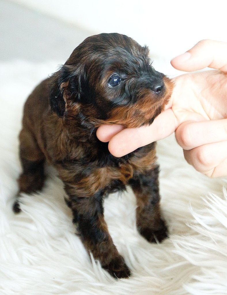 Schattige hypoallergene mini pups, Dieren en Toebehoren, Parvo, België, Fokker | Hobbymatig, 8 tot 15 weken