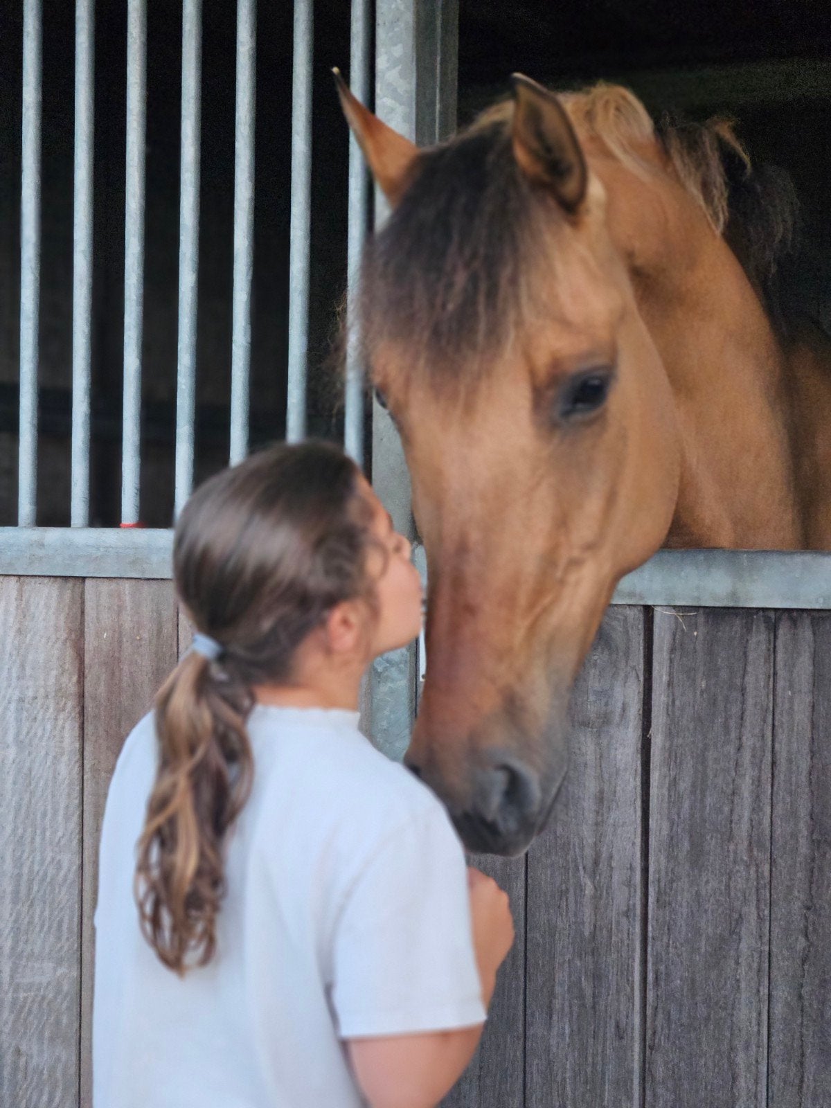 fjord qauter, Animaux & Accessoires, Chevaux, Jument