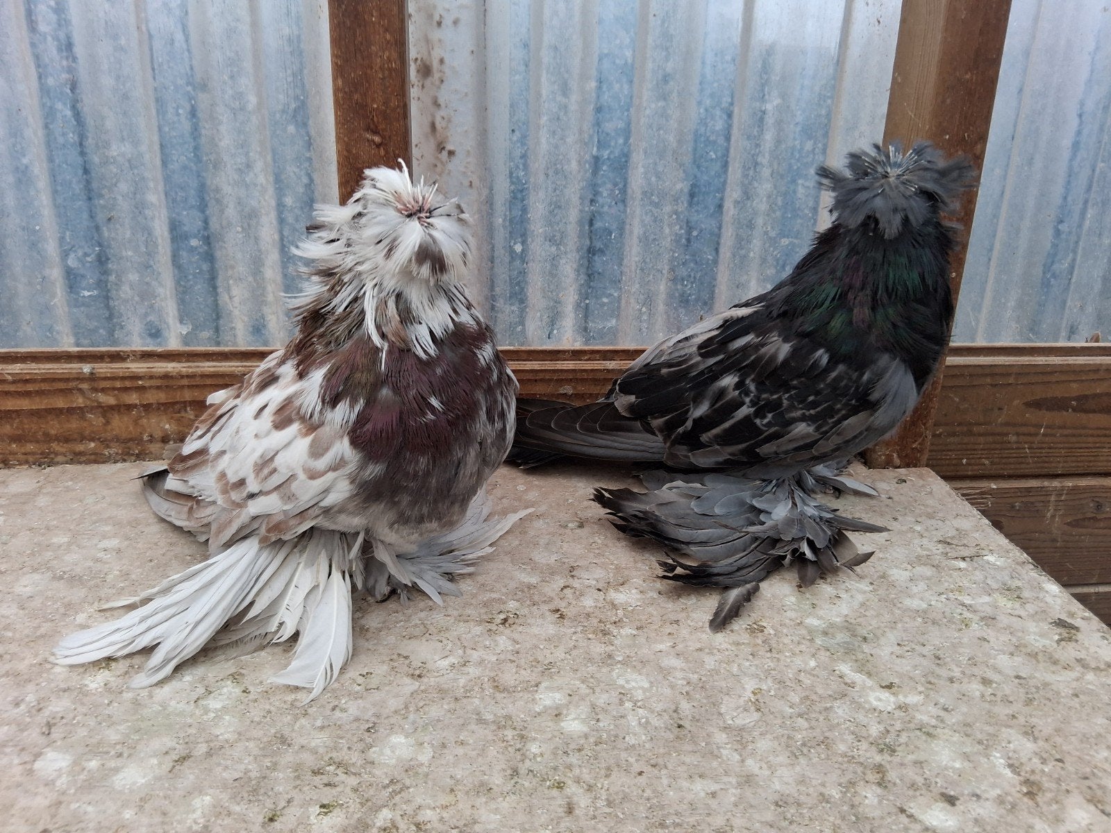 pigeon à tambour bucarie